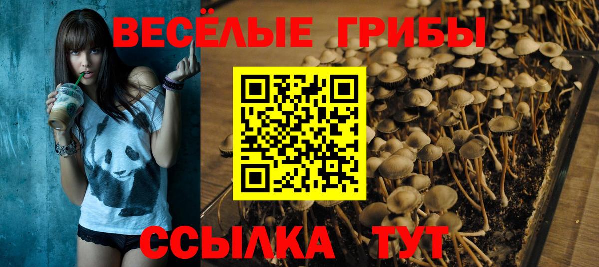 как найти наркотики  Псилоцибиновые грибы Magic Shrooms  Псилоцибиновые грибы GOLDEN TEACHER  Вход с VPN  Сунжа 